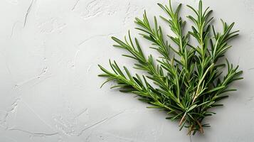 AI generated Rosemary plants on a white background photo