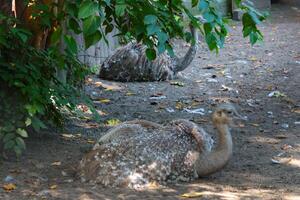 ostrich lie on the ground in the shade on a hot summer day. photo