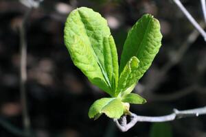 Close-up on young green leaves of a bush in spring. photo