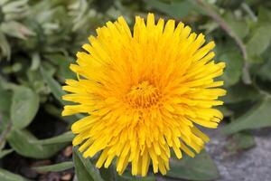 A young yellow dandelion flower blooms in a meadow. photo