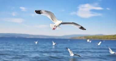 AI generated Capturing the Majestic Flight of White Seagulls Over Sea Waters photo