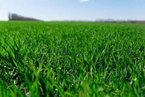 spring grass on the field, green grass, grass grows on the field, field in spring photo