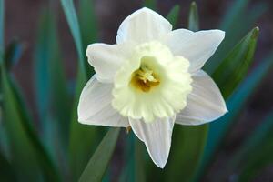 flowers in a flower bed, flowers bloom in spring, flowers in spring, flower bed photo