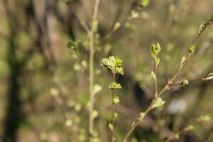 trees in spring, trees bloom in spring, branch, buds on a branch, beautiful background, young leaves and flowers on tree branches photo