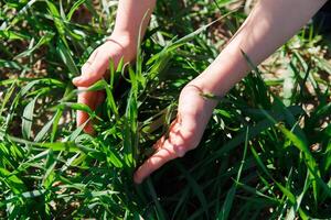 spring grass on the field, green grass, grass grows on the field, field in spring photo