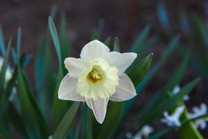 flowers in a flower bed, flowers bloom in spring, flowers in spring, flower bed photo