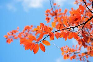 ai generado vibrante otoño hojas en contra un azul cielo. generativo ai foto