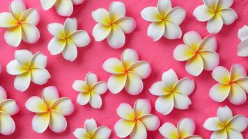 AI generated Abstract background of pink plumeria frangipani flowers, soft sweet photo