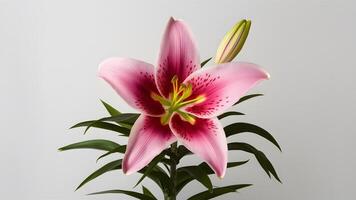 AI generated Exquisite pink lily flower showcased in isolation on white backdrop photo