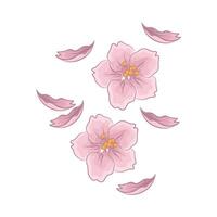 Illustration of cherry blossom vector