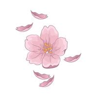 Illustration of cherry blossom vector