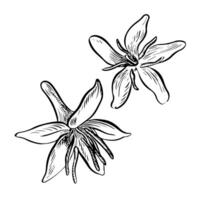 Coffee flowers, vector black and white graphics. Illustration for drawing, logo, template, banner, posters, invitation design and greeting cards.