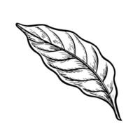 A leaf of the coffee tree. An illustration in the style of an engraving. Vector black and white graphics. For packaging, logos and labels. For banners, flyers, menus and posters.