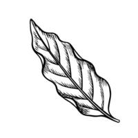 A leaf of the coffee tree. An illustration in the style of an engraving. Vector black and white graphics. For packaging, logos and labels. For banners, flyers, menus and posters.