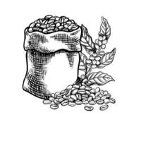 un bolso lleno de café frijoles. un puñado de café frijoles y un rama de un café árbol con frutas negro y blanco vector ilustración. para embalaje y etiquetas. para pancartas, volantes, menús y carteles