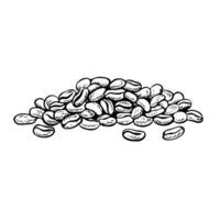 A handful of coffee beans, black and white vector illustration. For packaging, logos and labels. For banners, flyers, menus and posters.