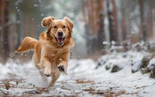 AI generated Golden retrievers joyfully running, winter forest photo