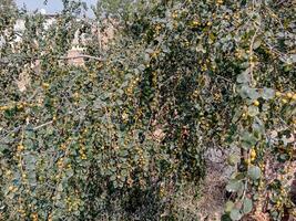 sano orgánico verde pastilla árbol con Fruta cerca arriba y lado ver foto