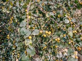 sano orgánico verde pastilla árbol con Fruta cerca arriba y lado ver foto