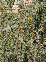 Healthy organic green jujube tree with fruit close up and side view photo