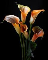 AI generated Bouquet of Calla lily over black background photo