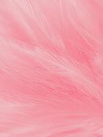 Soft Romance, Ethereal Pink Feathers on White Background, A Love themed Wallpaper photo