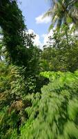 suave fpv voar através a exuberante tropical floresta tropical dentro Tailândia video