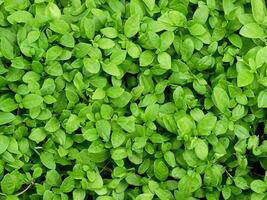 Green Leaf Plant Texture photo