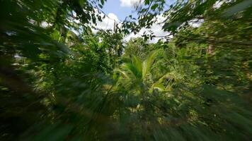 liscio fpv volo attraverso il lussureggiante tropicale foresta pluviale su soleggiato giorno, Tailandia video