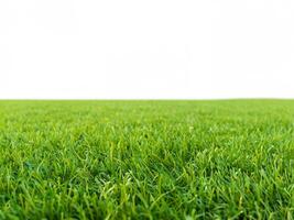 Vibrant Green Grass on Clean White Background photo