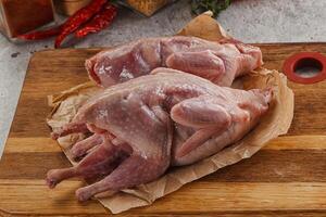 Raw gurmet quail bird preparation photo