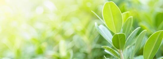 Sunlit Green Leaf Close up, Natural Beauty with Copy Space for Ecology Concept. photo