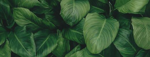 Tropical Foliage, Spathiphyllum Cannifolium Leaves in Natural Abstract Green Texture. photo