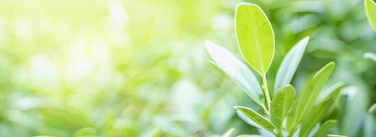 Lush Green Leaf in Natural Sunlit Environment, Perfect Ecology Cover Image with Copy Space and Bokeh Background. photo