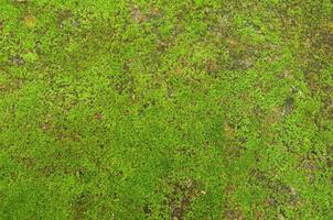 Close up Shot of Moss Covered Ancient Stone Wall. photo