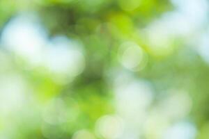 Nature's Embrace, Abstract Green Bokeh Background of Tree in Natural Surroundings photo