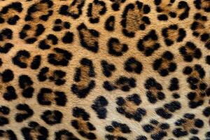 Close Up, Exquisite Leopard Fur Texture. photo