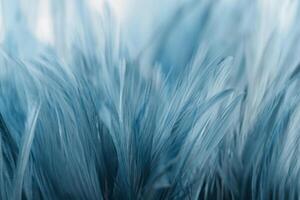 Blurred, soft blue chicken feathers for the background. photo