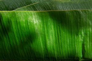 Vibrant Macro Shot, Banana Leaf in Focus. photo