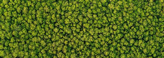 Aerial View of Lush Rainforest Canopy, Eco Friendly Concept with Copy Space. photo