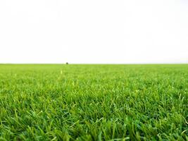 Vibrant Green Grass on Clean White Background photo