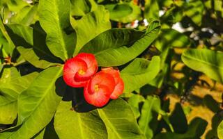 Red orange yellow flowers plants in tropical forest nature Mexico. photo