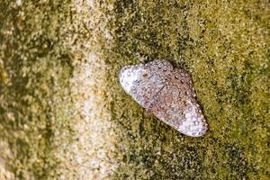 Beautiful brown grey silver butterfly insect on rock wall Mexico. photo