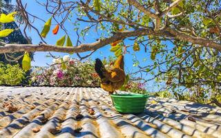 Rooster and hens chickens on roof on farm in Mexico. photo