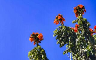Red orange yellow flowers plants in tropical forest nature Mexico. photo
