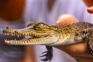 bebé cocodrilo desde el manglares en mano en sri lanka. foto