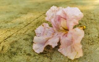 Pink tropical blossom flower on the floor in Mexico. photo