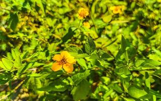 Yellow beautiful tropical flowers and plants in Mexico. photo