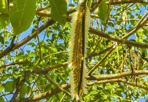 tropical vainas colgando desde el árbol semillas en México. foto