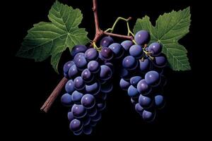 AI generated A cluster of dark purple grapes on a vine. Generative AI photo